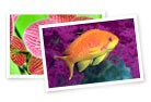 Vivid Color – Bright, vivid color everytime.